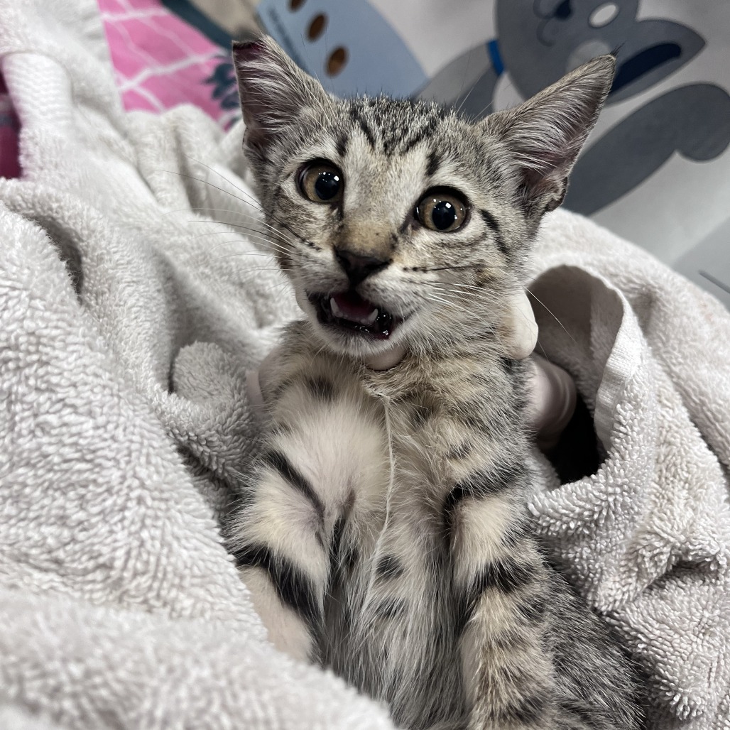 FLURRY - Domestic Shorthair available for adoption