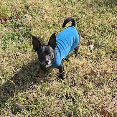 Houdini, photo 10