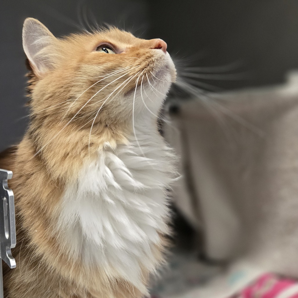Photo of Louie 4