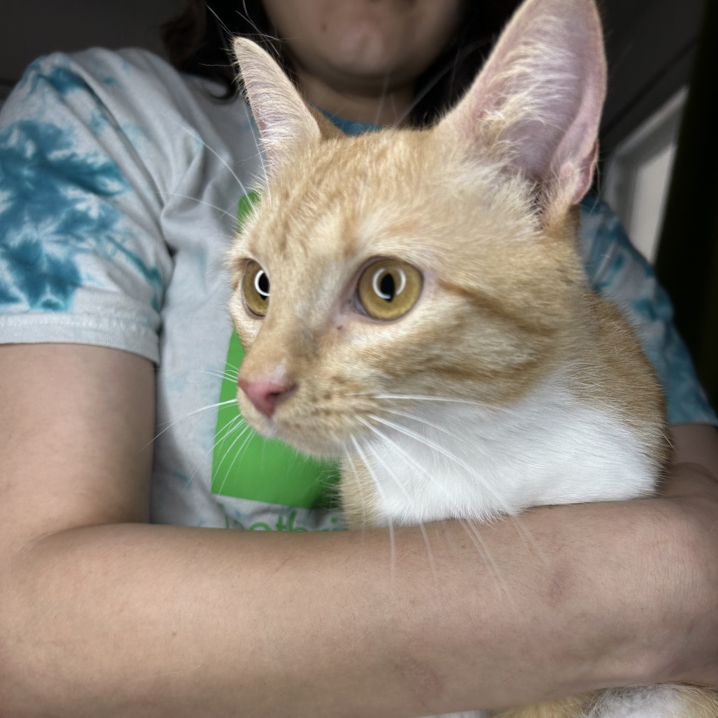 LIVY - Domestic Shorthair available for adoption