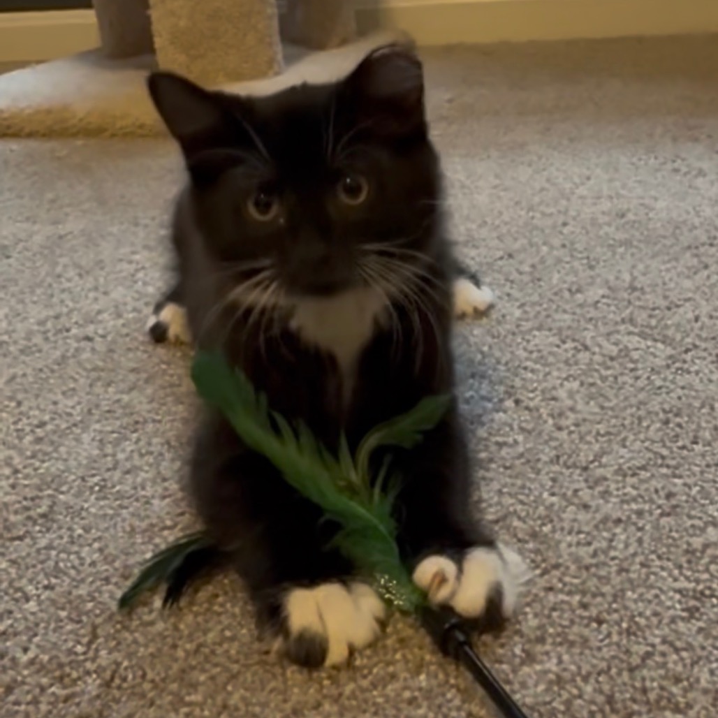 MOESBY (BONDED TO FELIX) - Domestic Longhair available for adoption