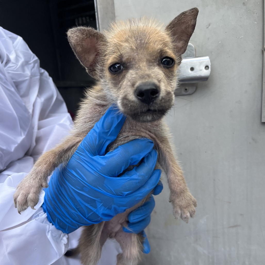 PVAS-STRAY-246816_2_3_4_5_6_7_8 - Shepherd / Mix available for adoption