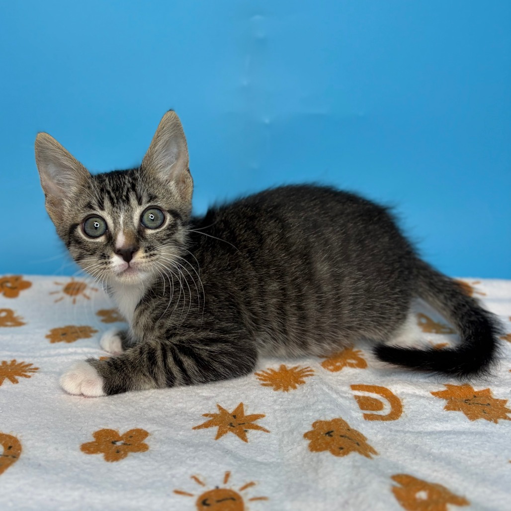 MR. BLACK - Domestic Shorthair available for adoption