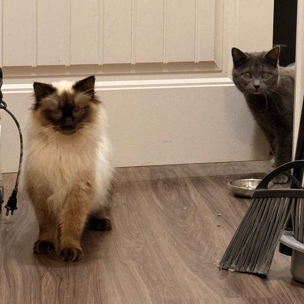 French Toast — thumbnail 3