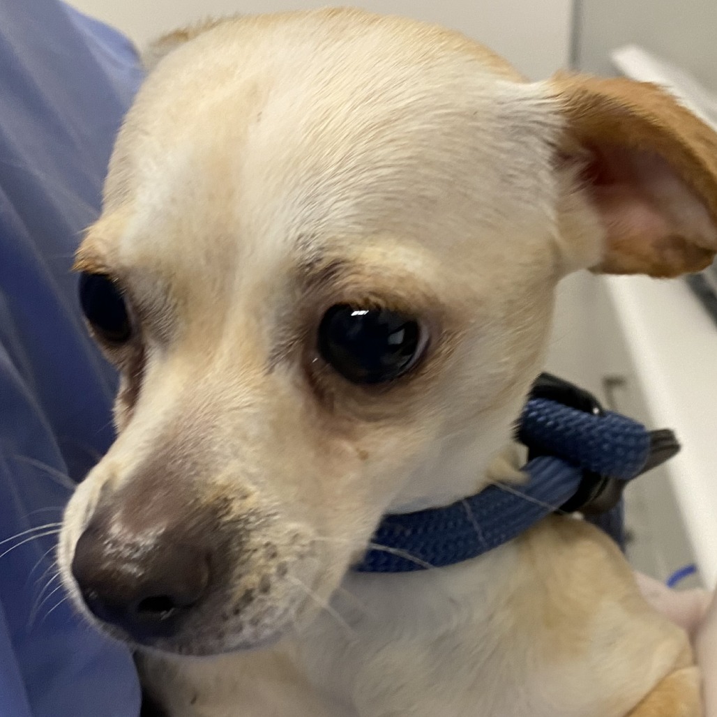 Lace — thumbnail 2