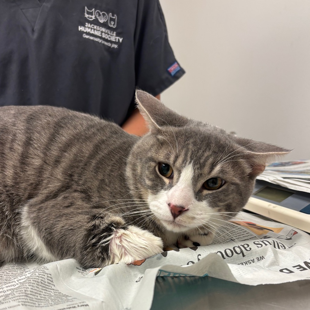 BUSTER - Domestic Shorthair available for adoption