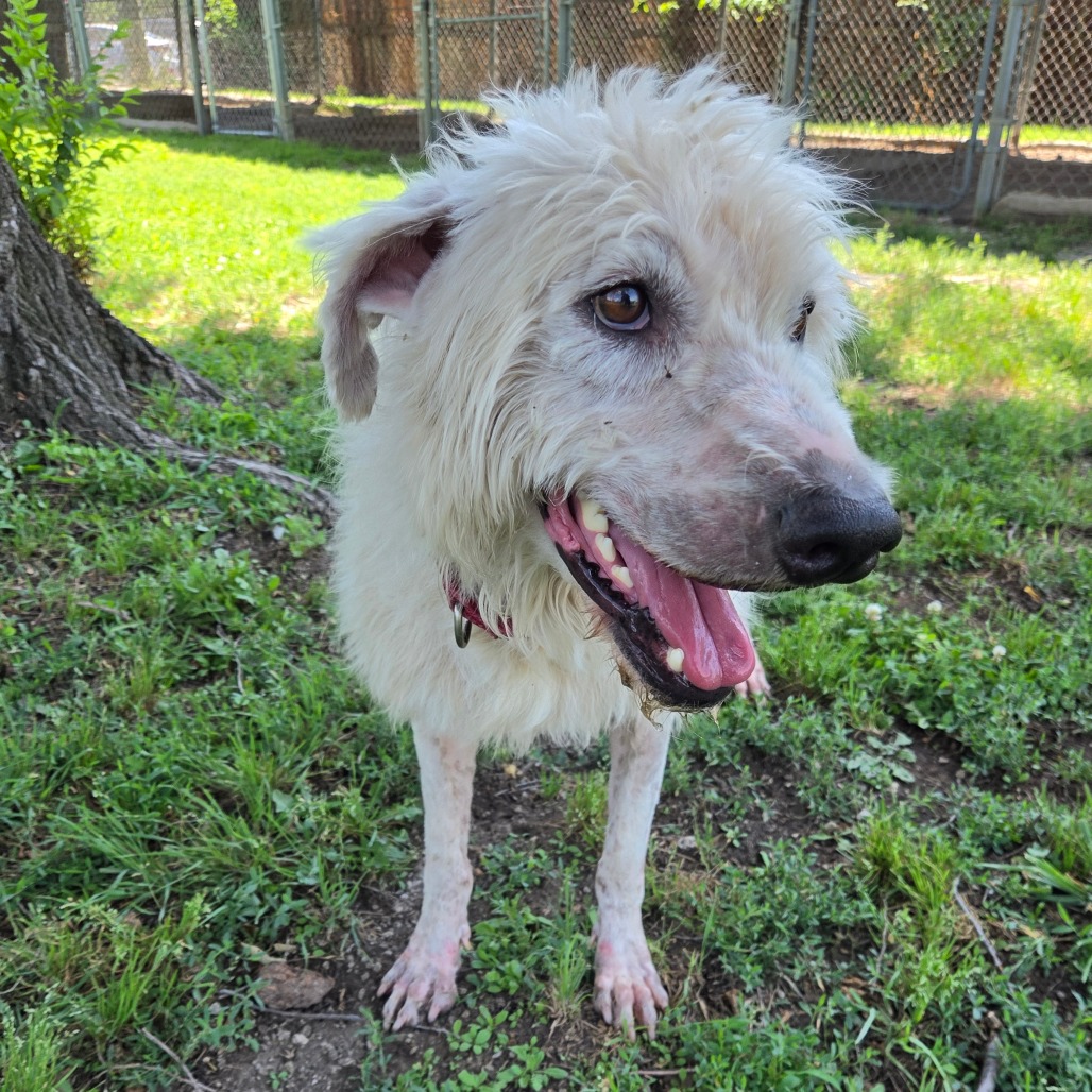 Shaggy photo 11