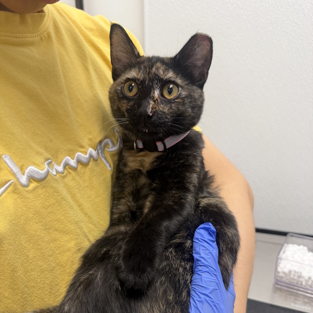 JESSIE - Domestic Shorthair available for adoption