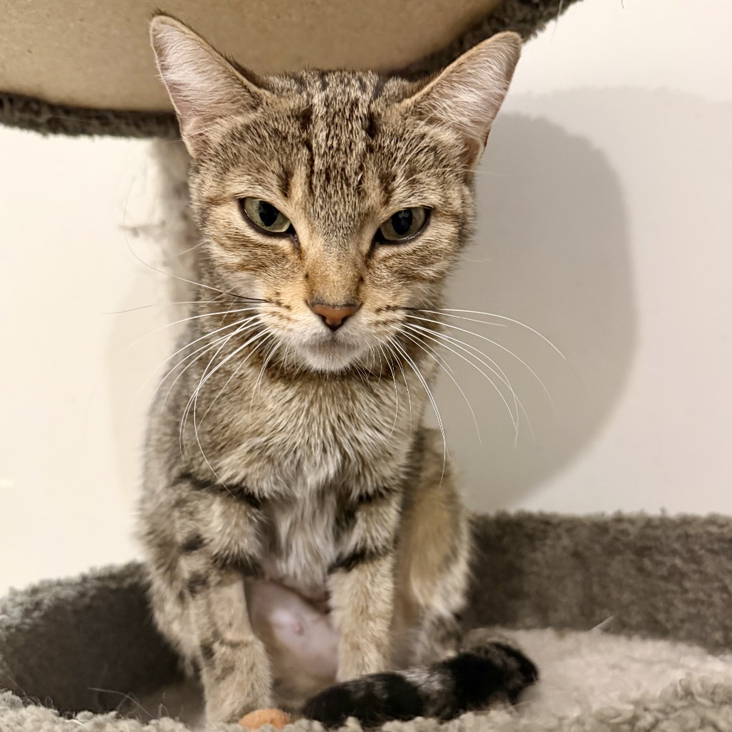 RAW DENIM - Domestic Shorthair available for adoption