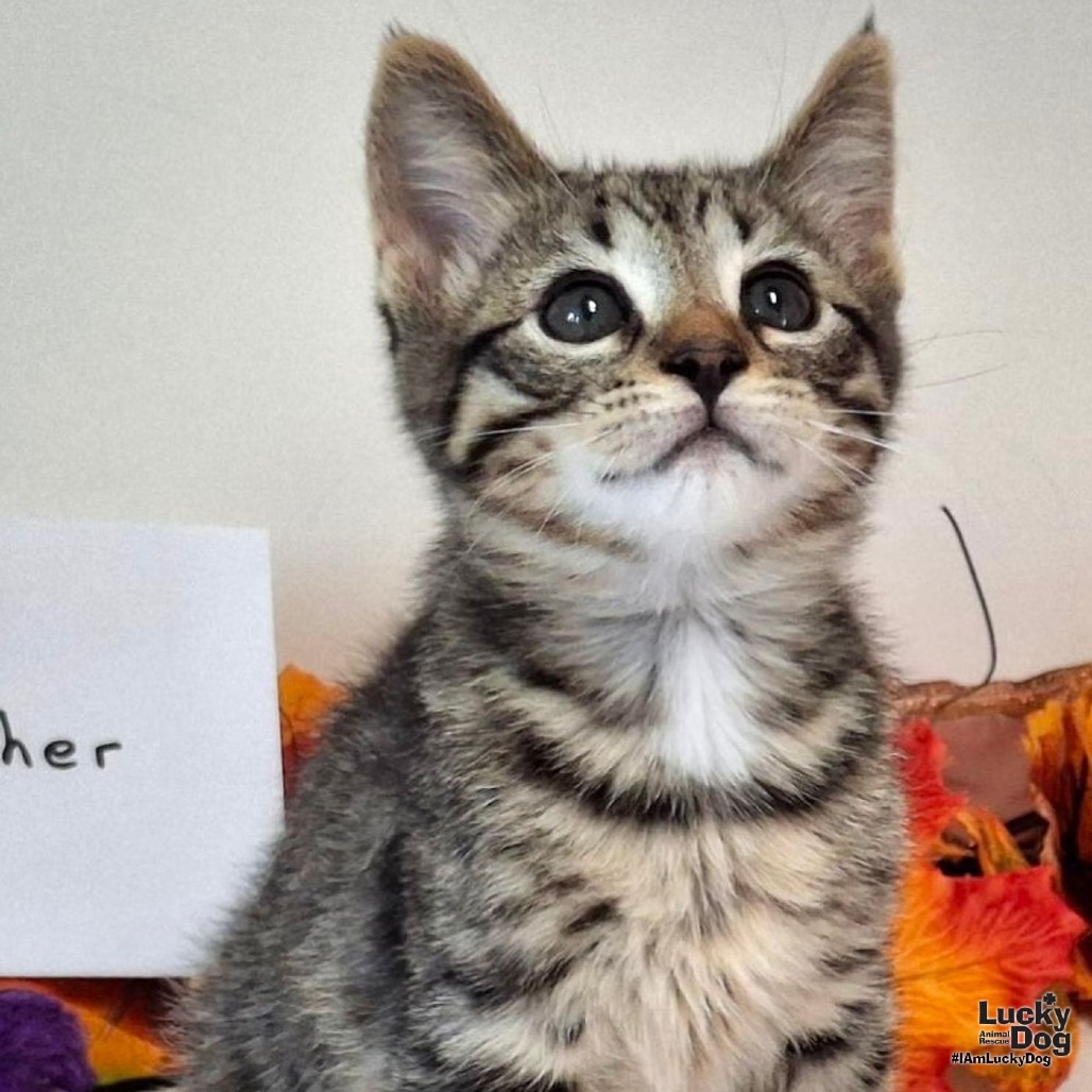 BUSTERPHER JONES - Domestic Shorthair available for adoption