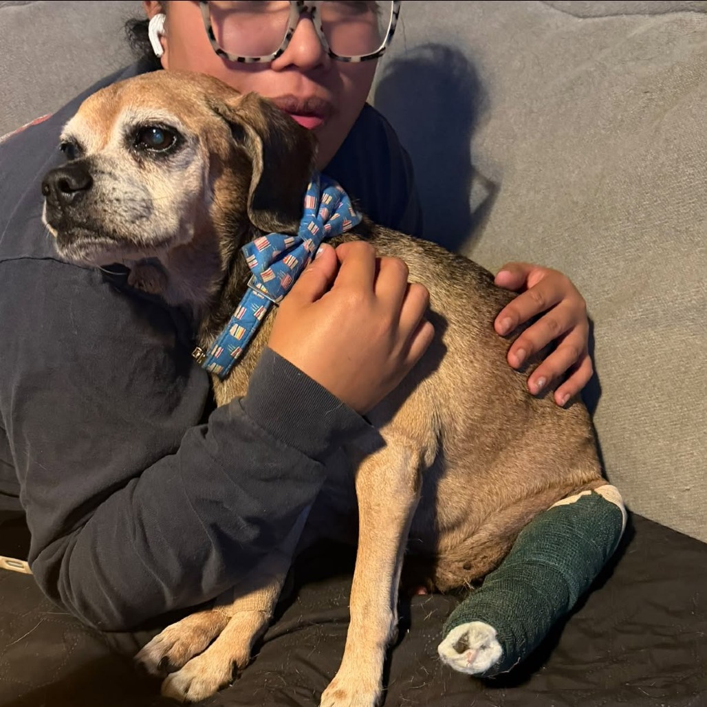 Puggle, photo 11