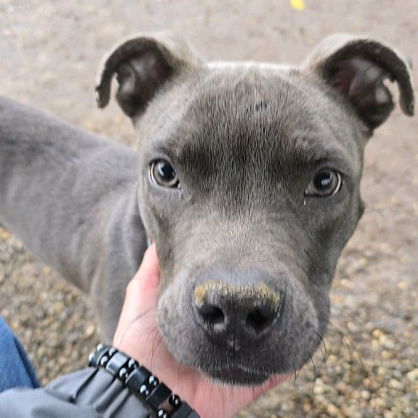Sawyer, photo 11
