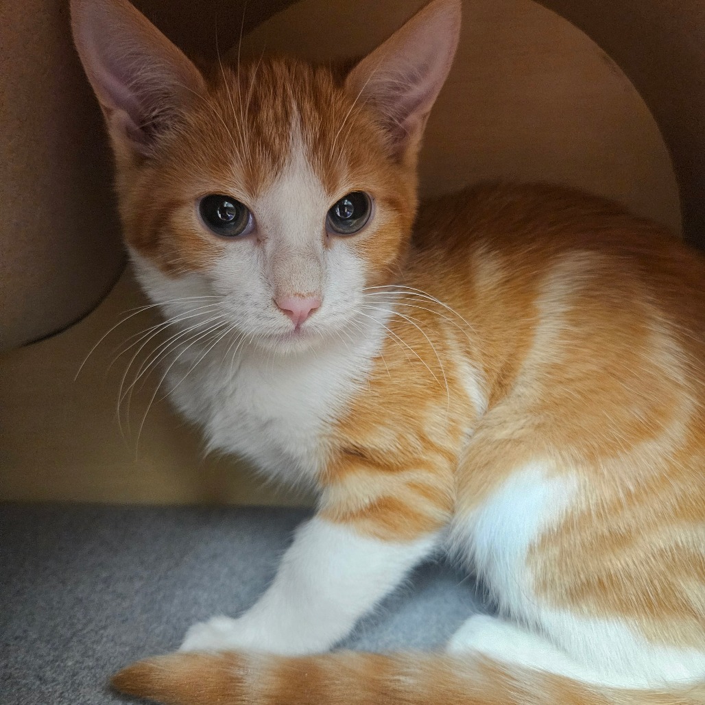 MANGO - Domestic Shorthair available for adoption