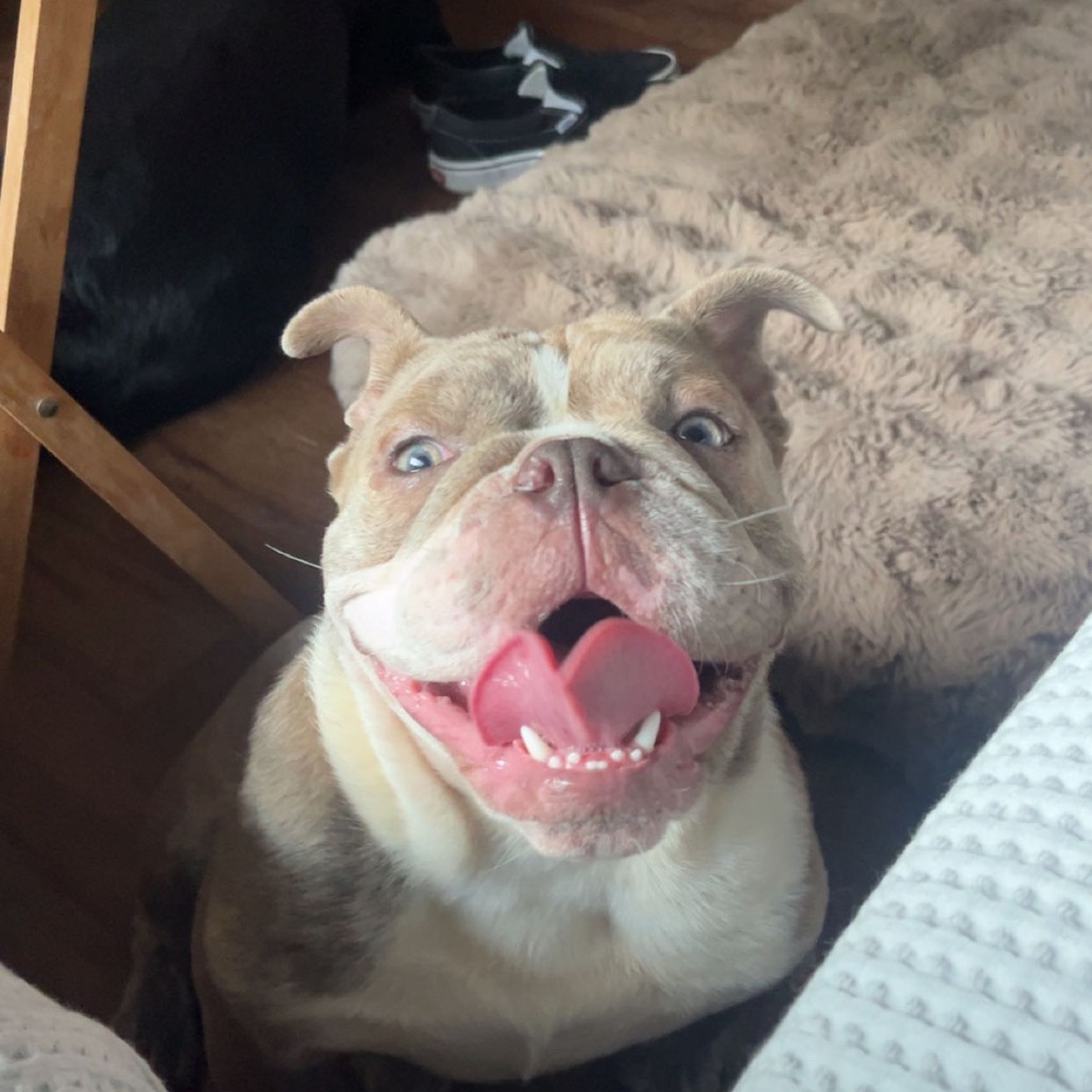 Arlo