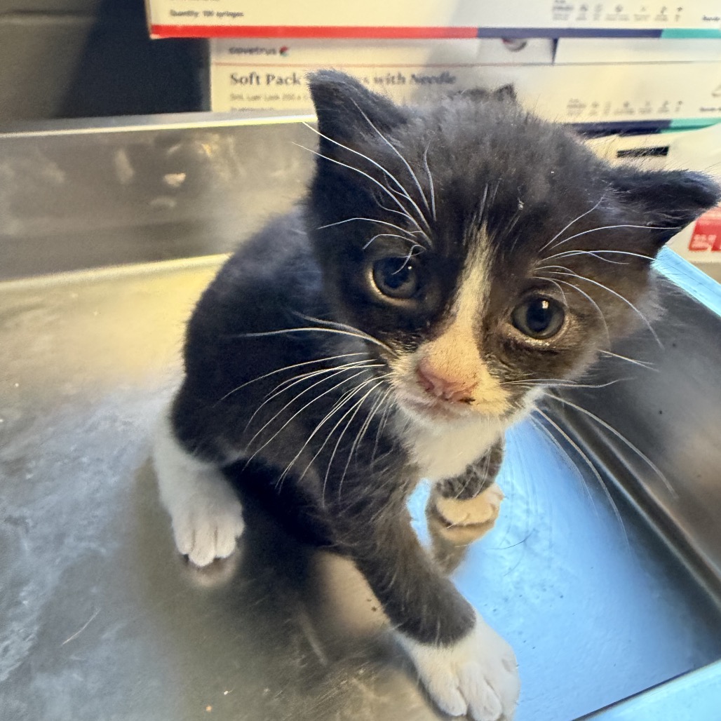 Tusc Stray 84373 2