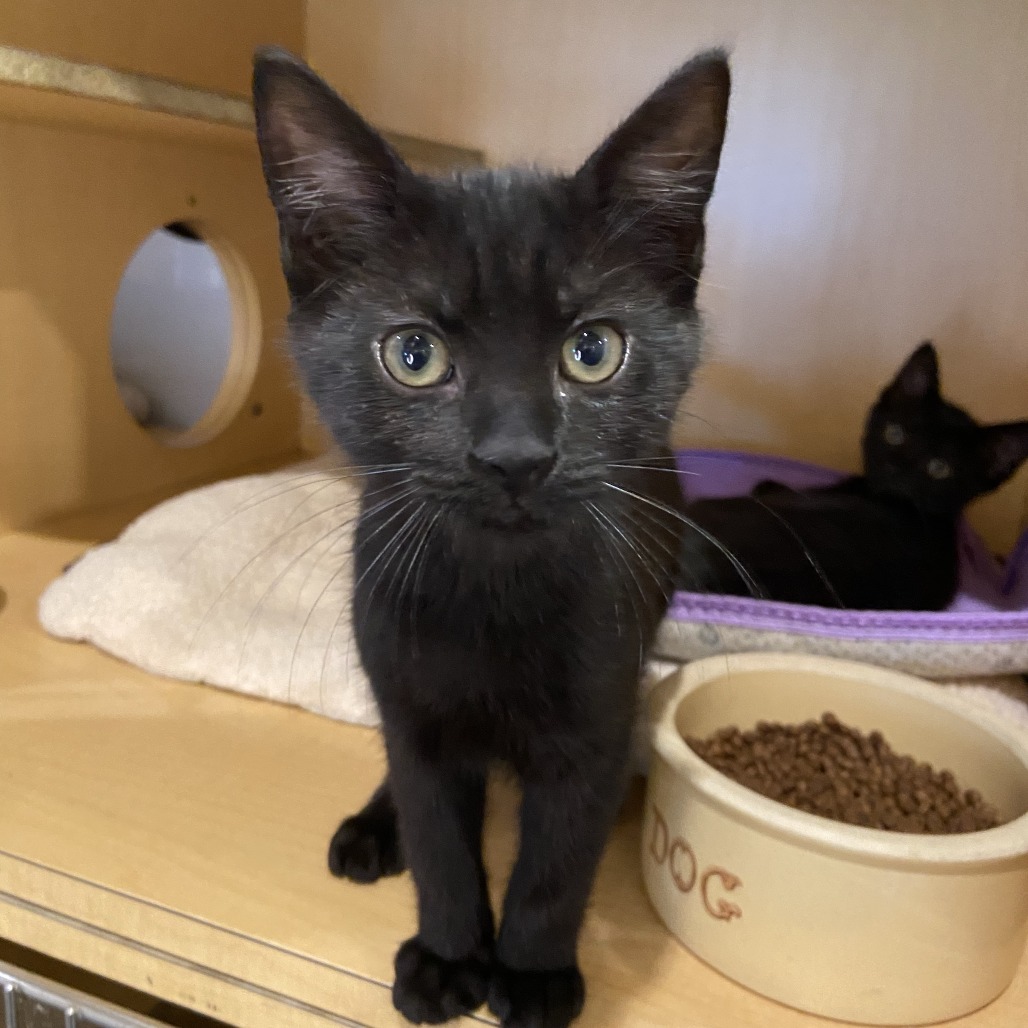 LAPTOP - Domestic Shorthair available for adoption