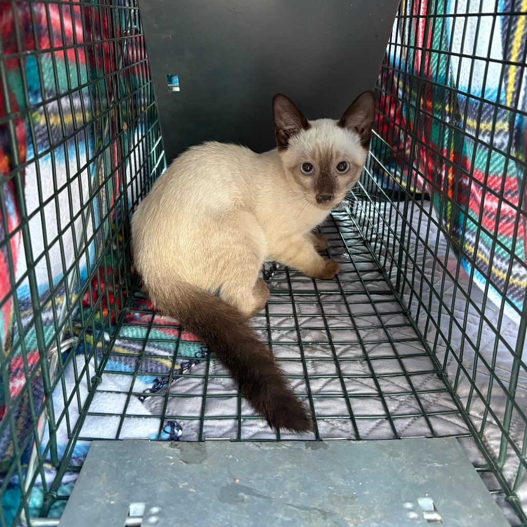 BURGUNDY - Domestic Shorthair / Siamese available for adoption