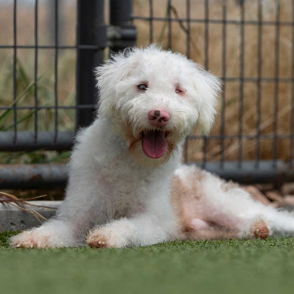 BUCKEE (JY26-110) - Schnauzer, Miniature / Poodle, Miniature available for adoption