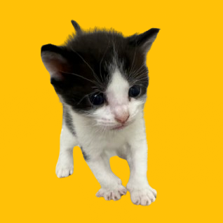  Photo of TUSC-Stray-82275