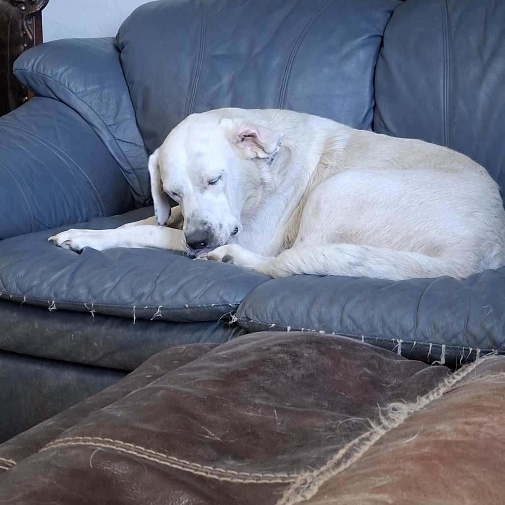 Daisy photo 2