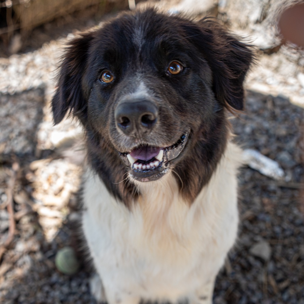 BODIE
