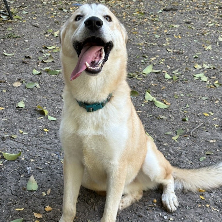 Scout, photo 6