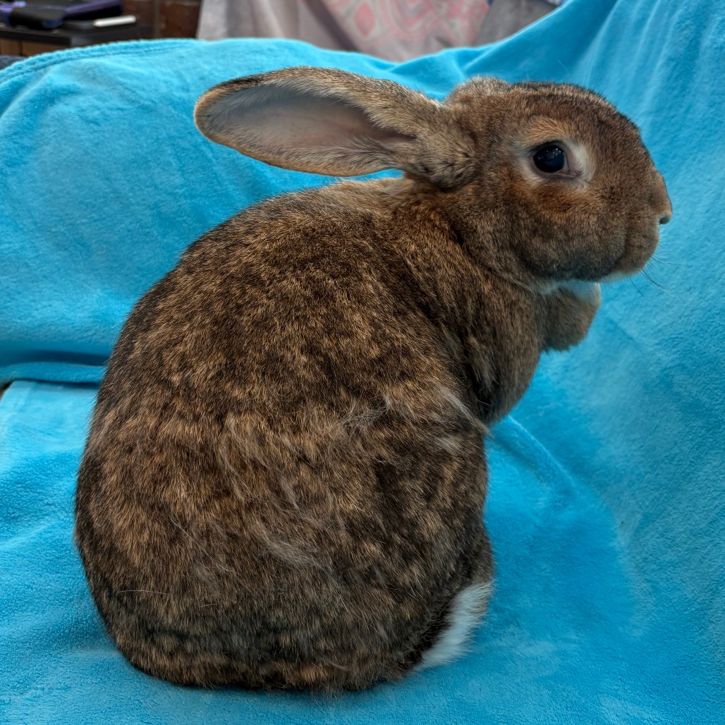 Winston
