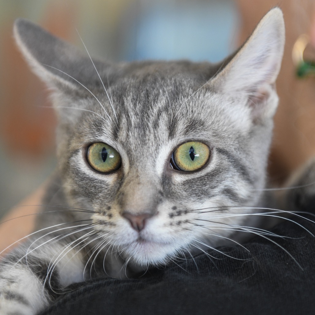 Mars - Domestic Shorthair