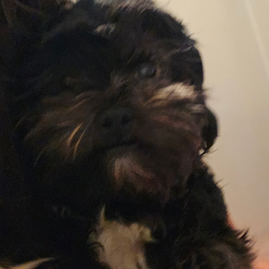 BINX - Mixed Breed (Small) available for adoption