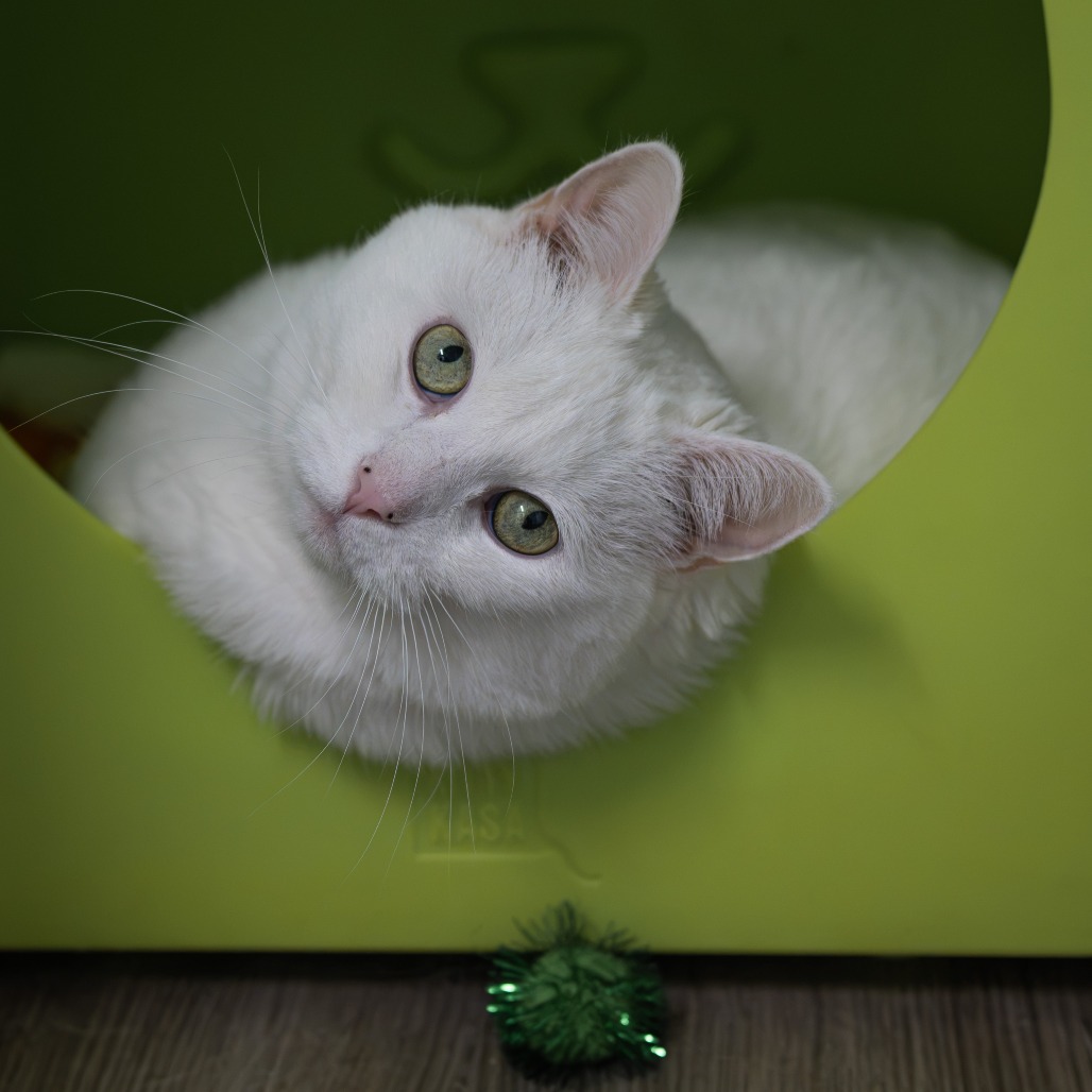 Elsa, photo 9