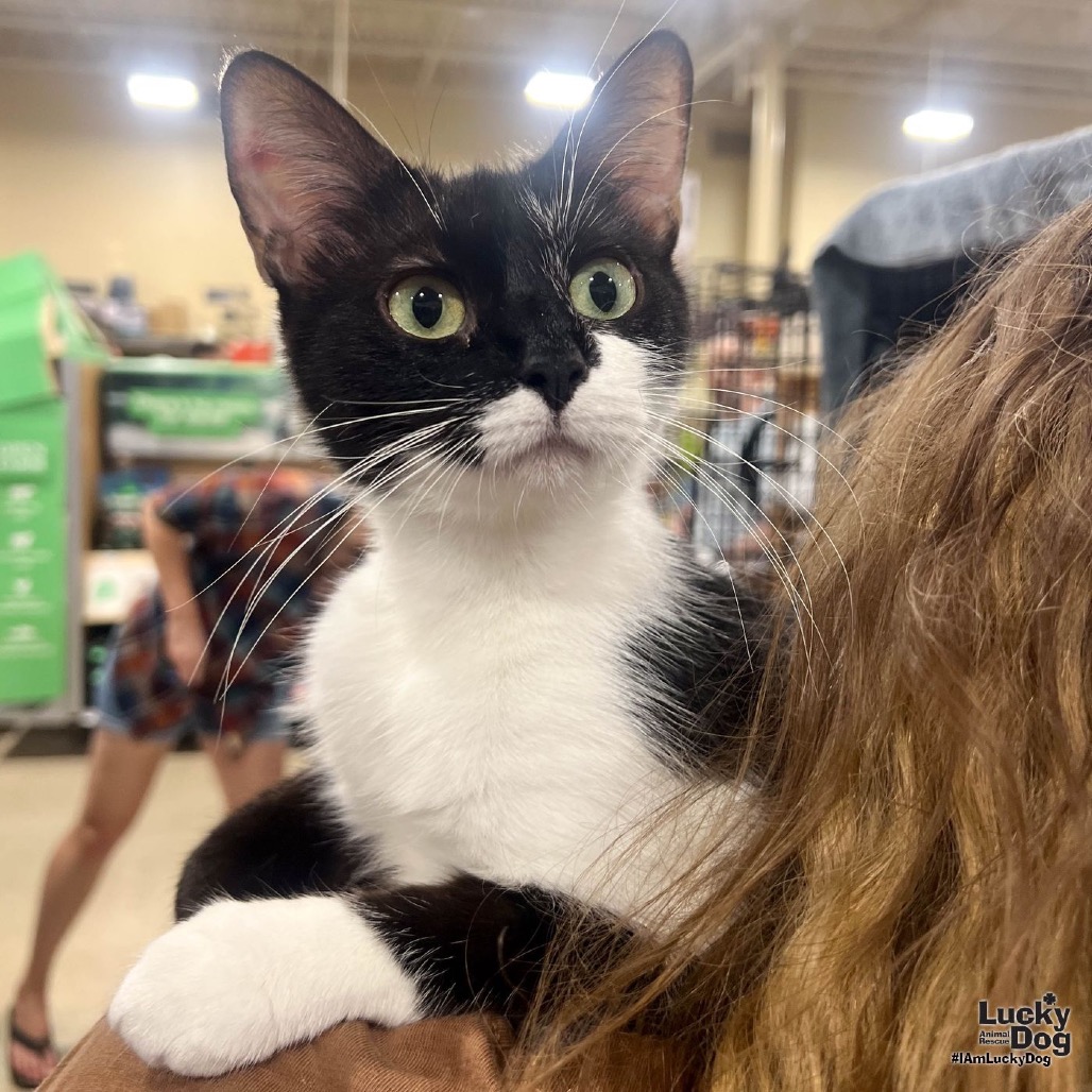 BURLINA - Domestic Shorthair available for adoption