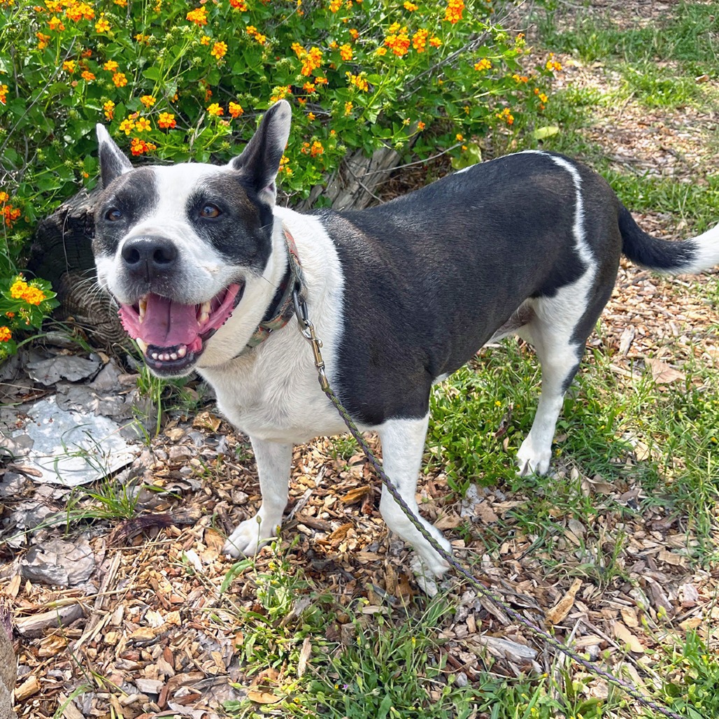 Bluebelle, adoptable senior dog