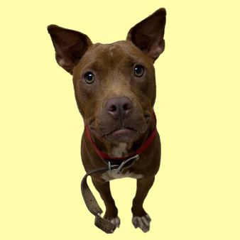 Tusc Stray 81626 2 3