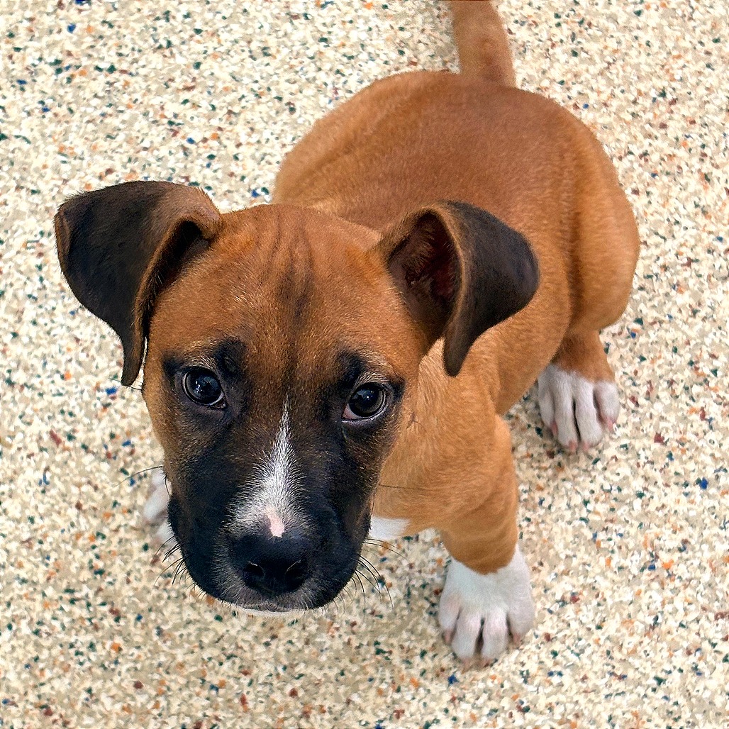 PACO - Boxer available for adoption