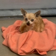 Kennel#3 Little Lady's preview photo