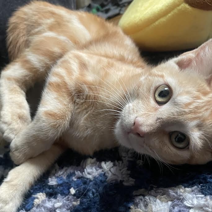 SAMMY - Domestic Shorthair available for adoption