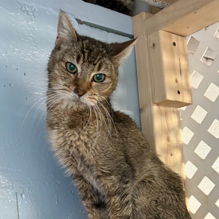 Another portrait of Whisper