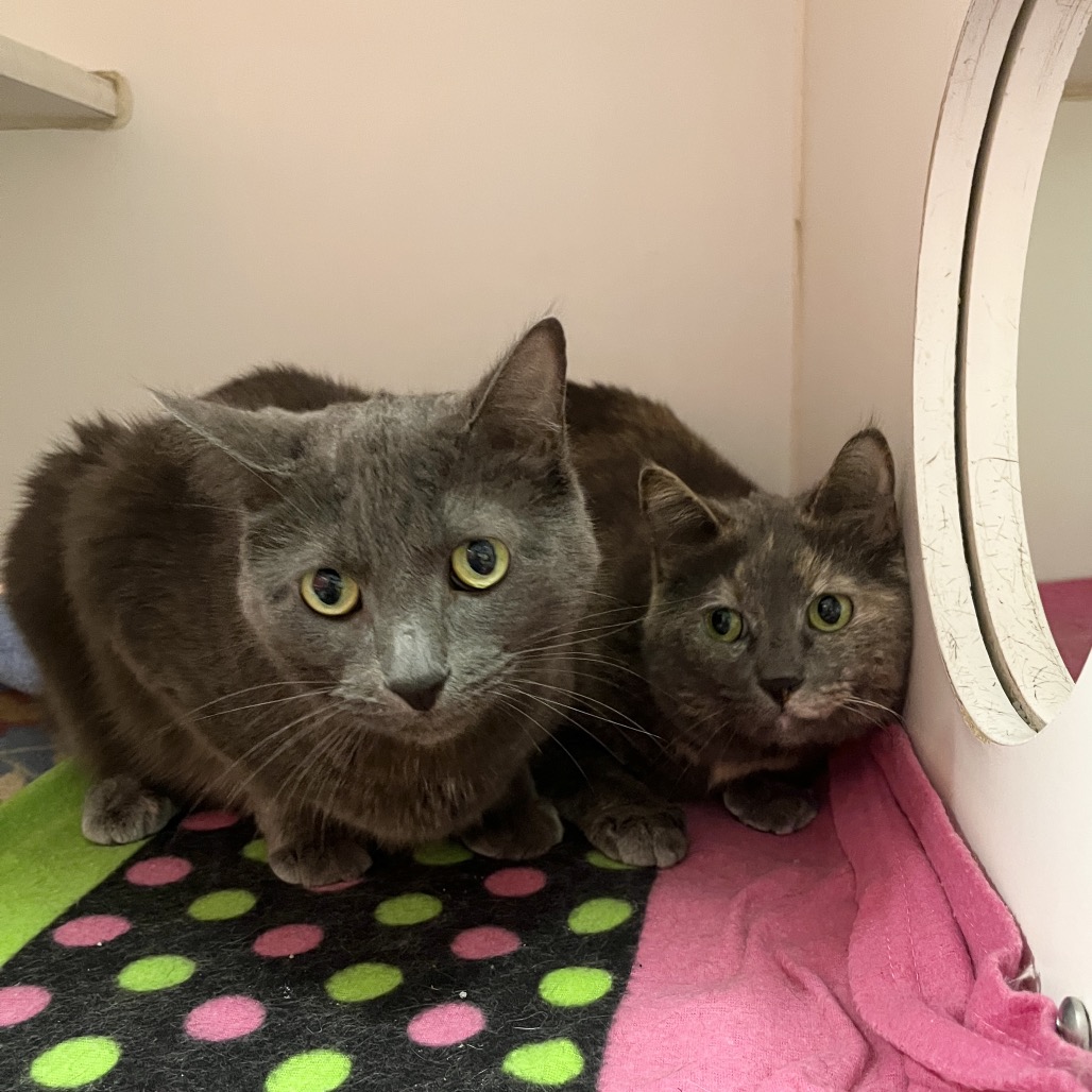 Lilac (& Lily)