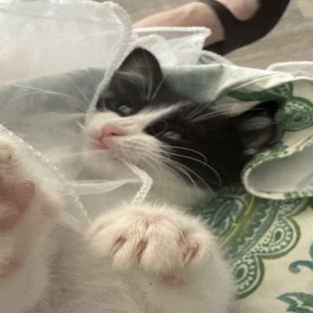 BRAVA - Domestic Shorthair available for adoption