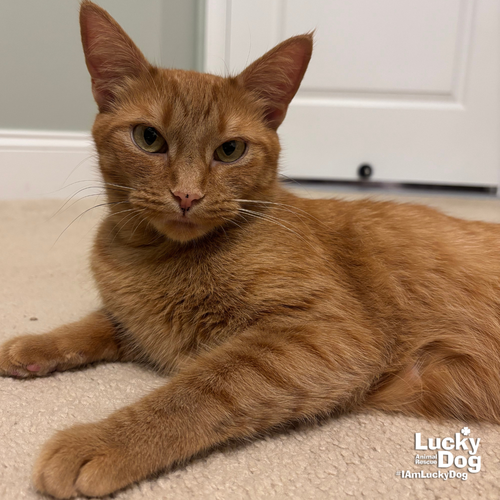 ELLE - Domestic Shorthair available for adoption