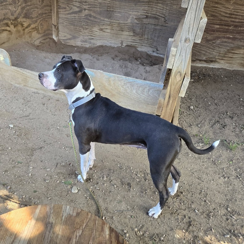 Stella, additional photo
