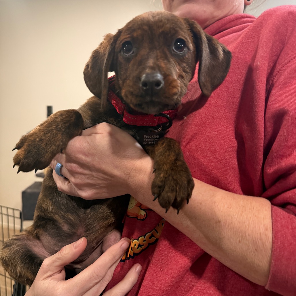 BELLE - Hound / Plott available for adoption