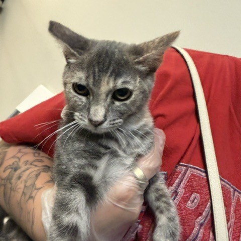 LOUIE - Domestic Shorthair available for adoption
