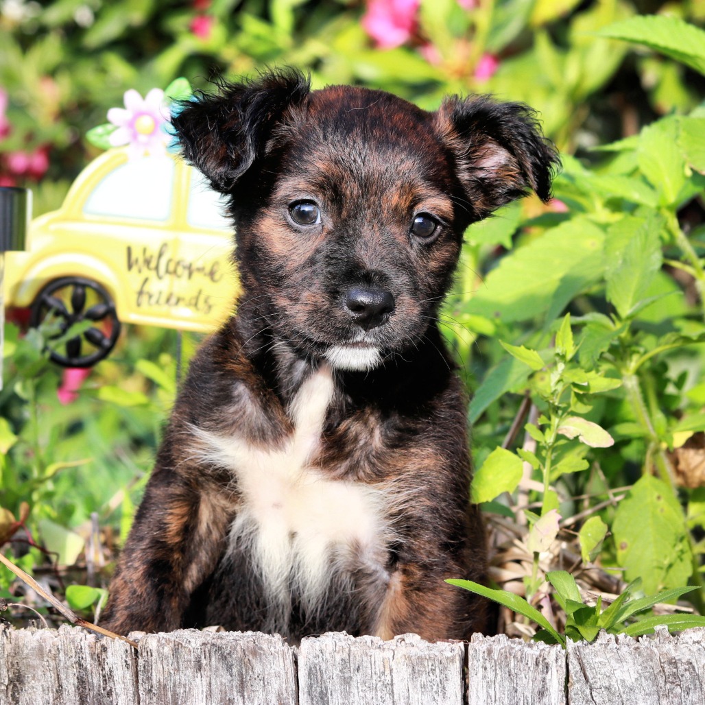 CT Hazel avail Jun 13 (Four Town Craft Fair- Somers, CT)