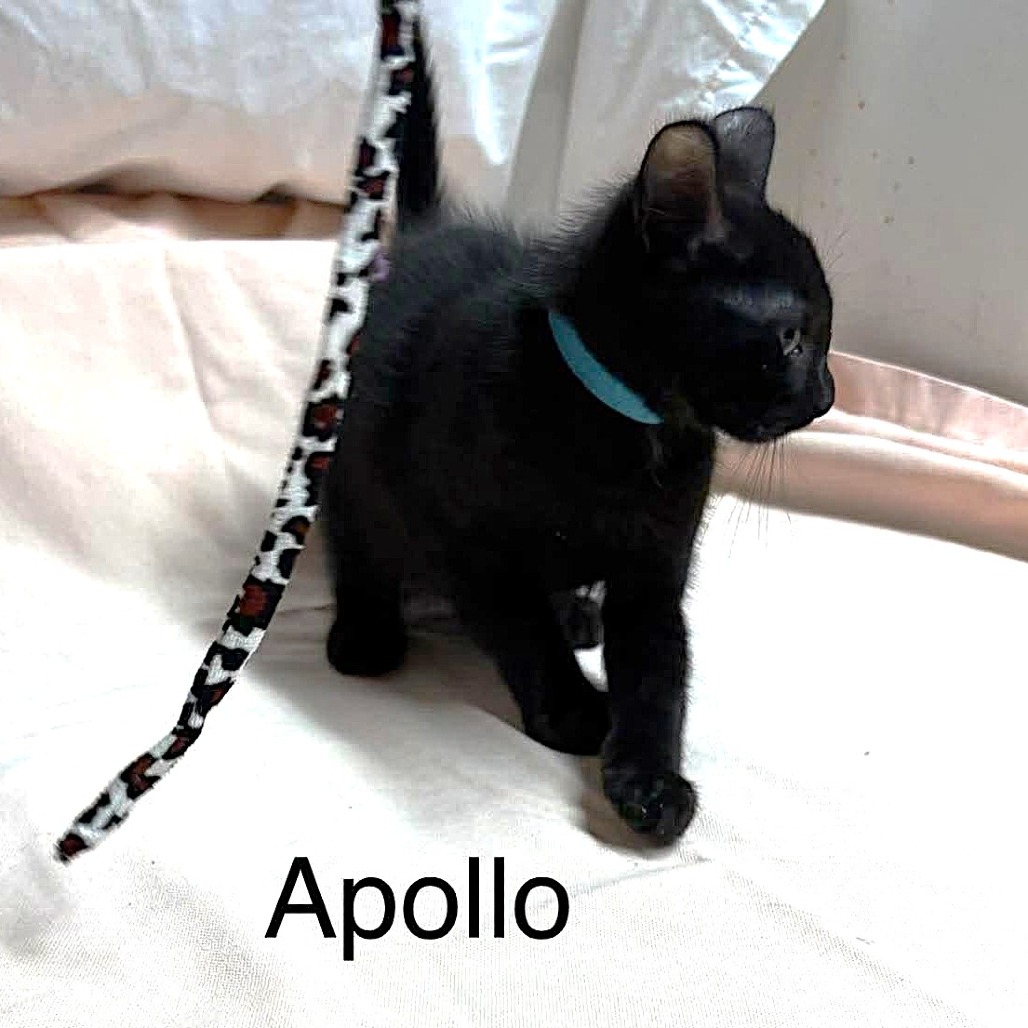Apollo, photo 4