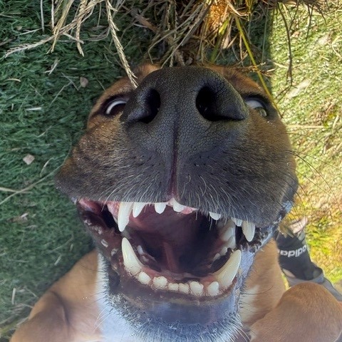 Cruz, photo 6
