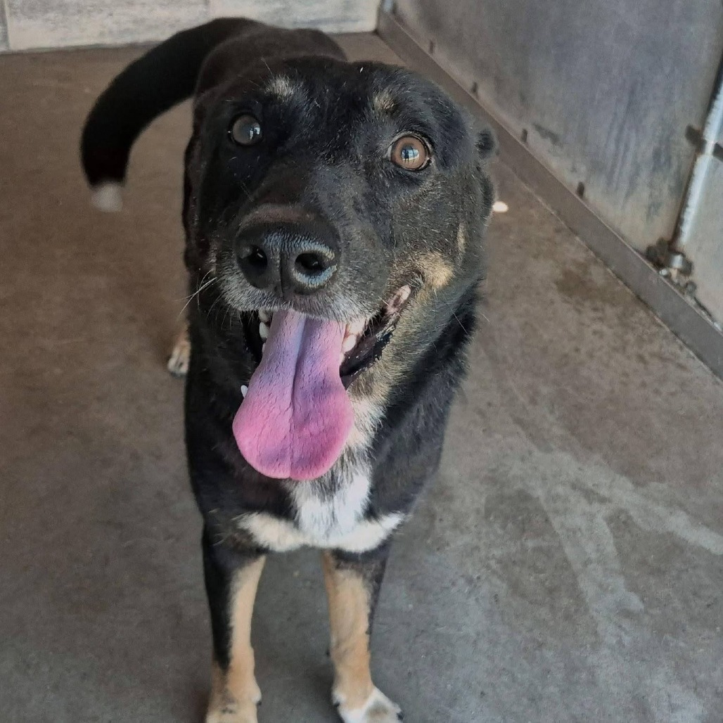 Norman Rockwell, available for adoption at PVAS