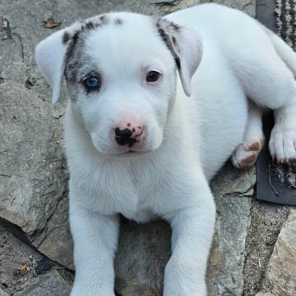 Kora, an adoptable Pyrenees, Great/Mixed Breed (Large)