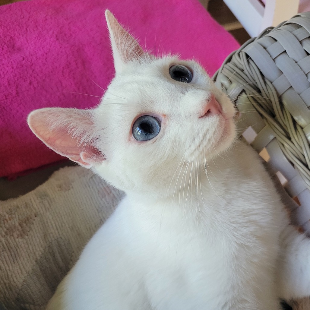 OPALINE bonded to DOVEY, photo 4