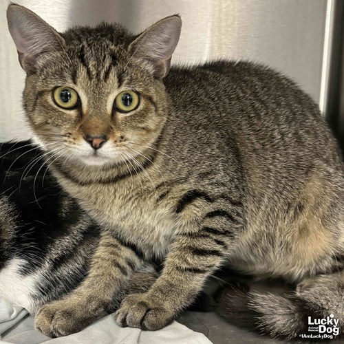 LACEY - Domestic Shorthair available for adoption